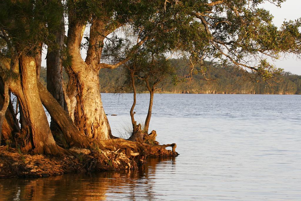 Nrma Myall Shores Holiday Park Bulahdelah Eksteriør bilde
