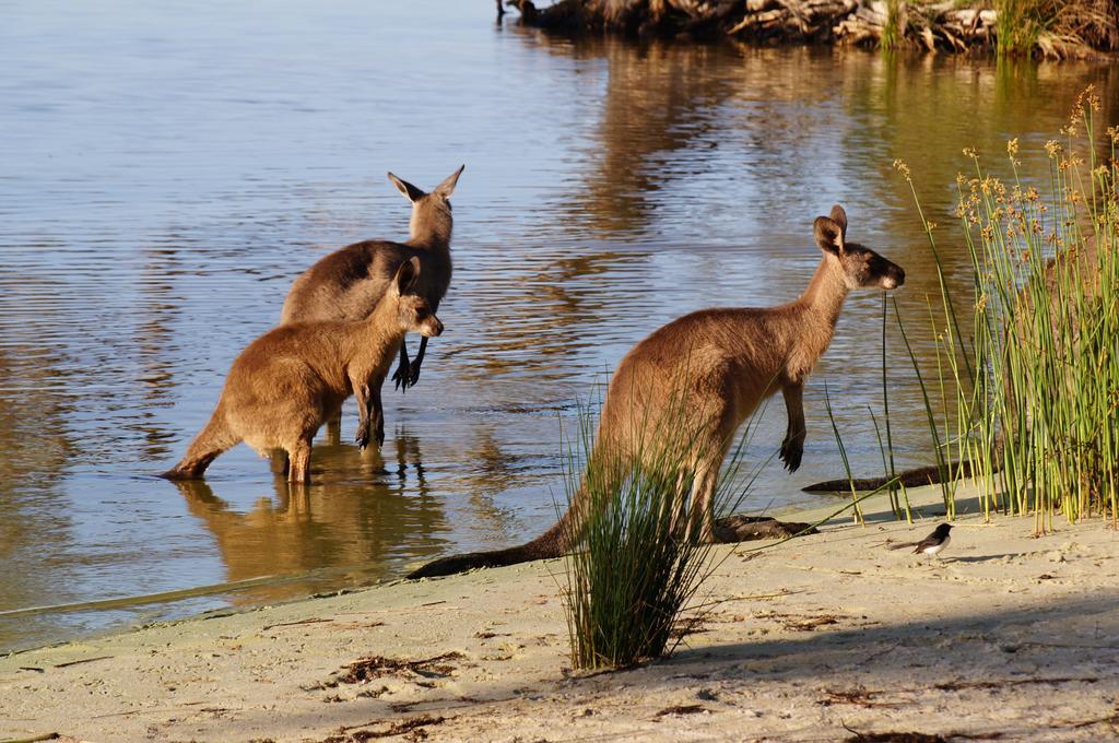 Nrma Myall Shores Holiday Park Bulahdelah Eksteriør bilde