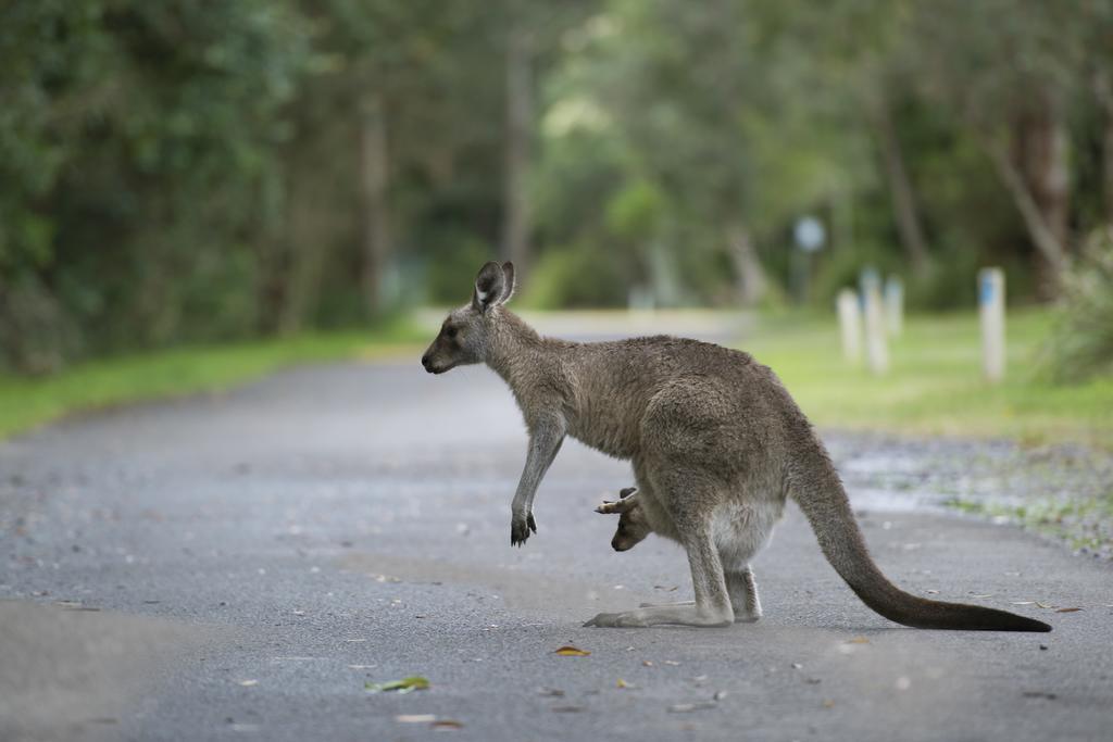 Nrma Myall Shores Holiday Park Bulahdelah Eksteriør bilde